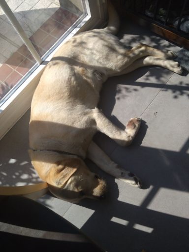 Winston