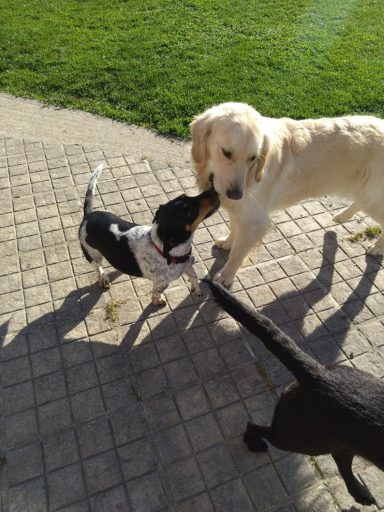 STELLA ET CHADO